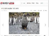 科学家拍到南极海豹强奸企鹅罕见照片_高清图集_新浪网